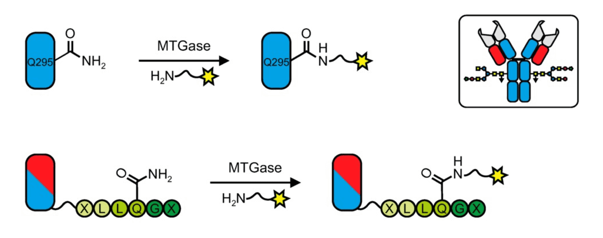 Fig.2 Transglutaminase (TG) conjugation of primary amine-containing small molecules onto antibodies via endogens Q295 sites or glutamine (Q) tag. (OA Literature)